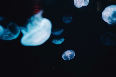 View of trees against blue sky