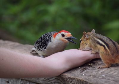 Close-up of hand feeding bird and chipmunk on railing