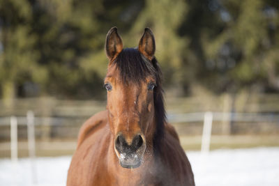 Portrait of a brown mare in wintry landscape