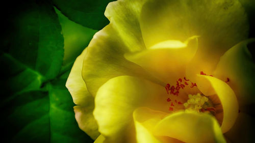 Close-up of yellow flower
