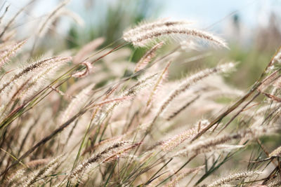 Close-up of stalks in field