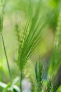 Close-up of wheat growing on field