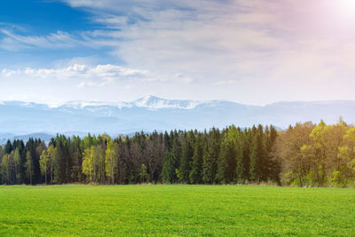 Scenic view of pine trees against sky