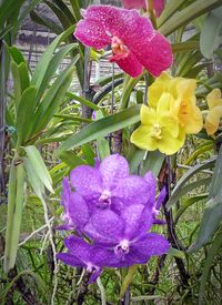 Close-up of flowers blooming outdoors