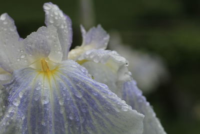 Close-up of raindrops on white flower