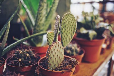 Close-up of cactus in pot