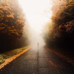 Road passing through forest