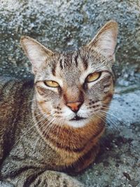 Close-up portrait of tabby cat