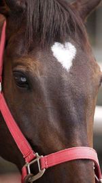 Close-up of horse