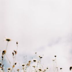 Double exposure film photo of trippy summer flowers