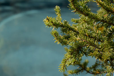 Close-up of pine tree branch