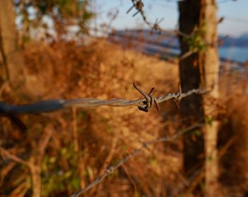 Close-up of barbed wire on plant