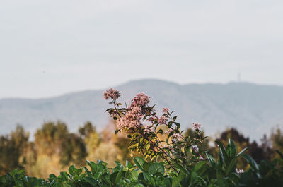 Close-up of flowering plant against sky