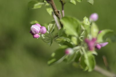 Close-up of pink flowering plant