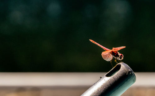 Close-up of insect