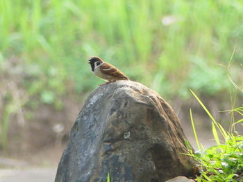 Close-up of bird perching on tree