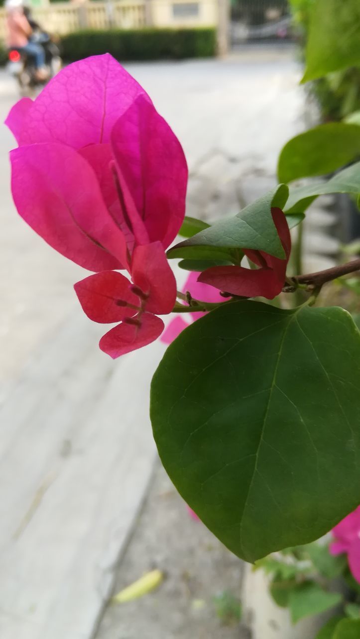 CLOSE-UP OF PINK FLOWER