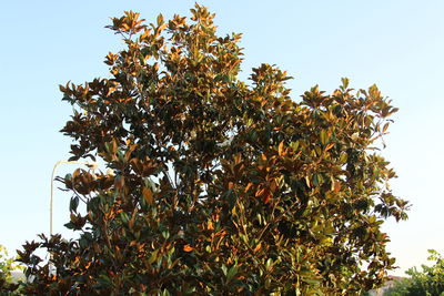 Low angle view of trees against clear sky