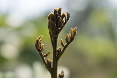 Close-up of flowering plant