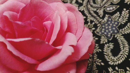 Extreme close-up of pink rose flower