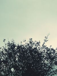 Low angle view of silhouette trees against clear sky