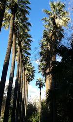 Low angle view of palm tree against blue sky