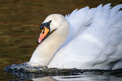 Close-up of swan swimming in lake