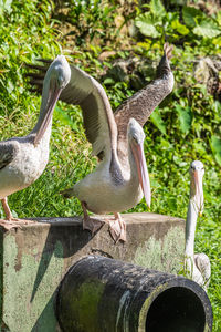 View of birds against plants