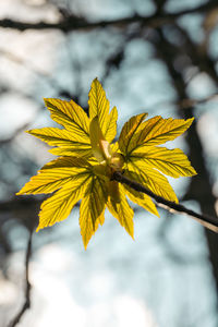 Close-up of yellow flowering plant