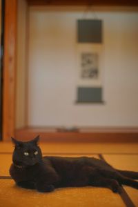 Close-up of cat