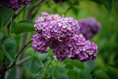 Close-up of pink flowering plant