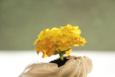 Close-up of yellow flowering plant