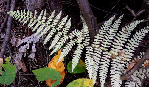 Close-up of leaves on plant during autumn