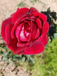 Close-up of red rose blooming outdoors