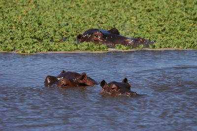 Ducks swimming in lake