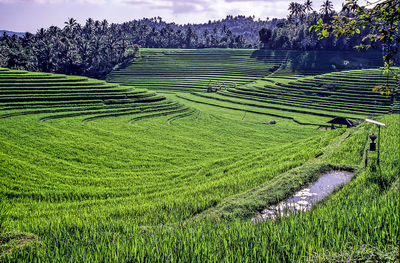 Scenic view of tropical paddy field