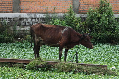 animal