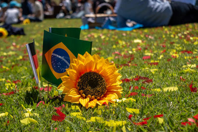 Close-up of yellow flowering plants on land