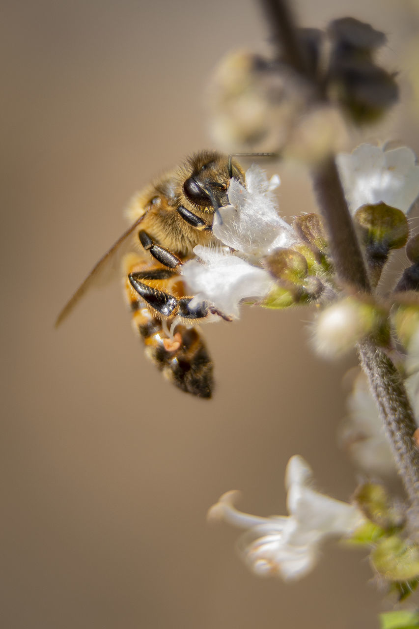 CLOSE-UP OF BEE POLLINATING FLOWER