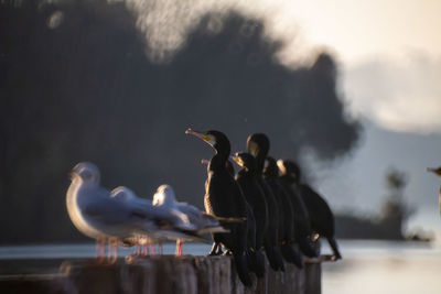 The flock of cormorants or phalacrocoracidae ,living in nature.biology.ecology