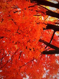 Full frame shot of autumn tree