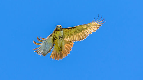 Low angle view of red-tailed hawk bird flying against clear blue sky
