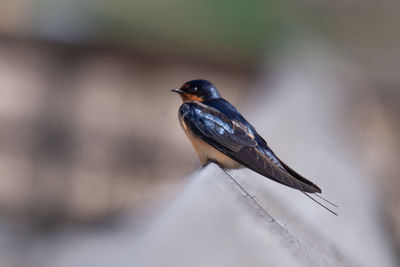 Close-up of bird perching on branch
