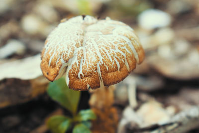 Close-up of mushroom