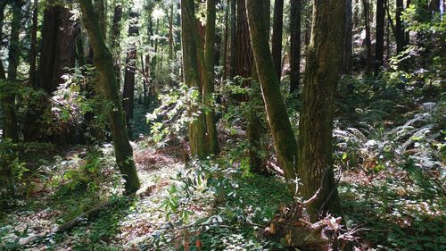 Trees in forest