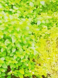 Full frame shot of yellow flowering plants