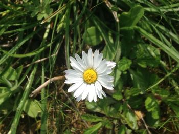 Close-up of white flower blooming outdoors