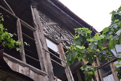 Low angle view of ivy on building
