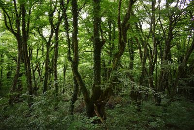 Scenic view of forest
