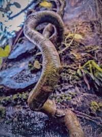 Close-up of lizard on tree trunk